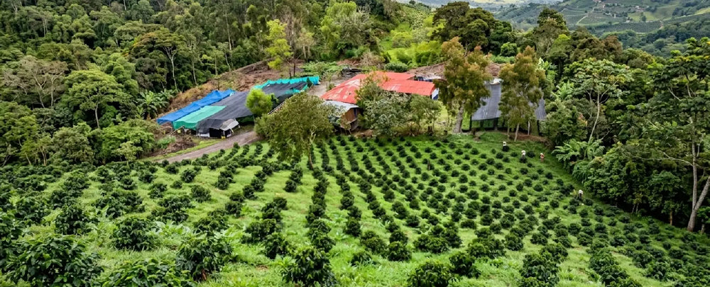 Tochecito Estate